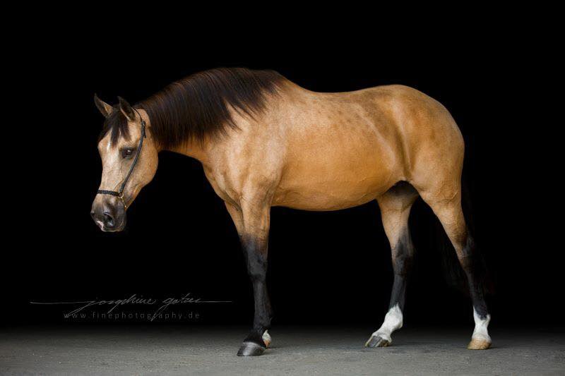 Andalusian Mare, Zarina